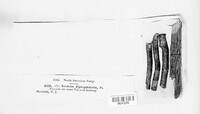 Dialonectria episphaeria image